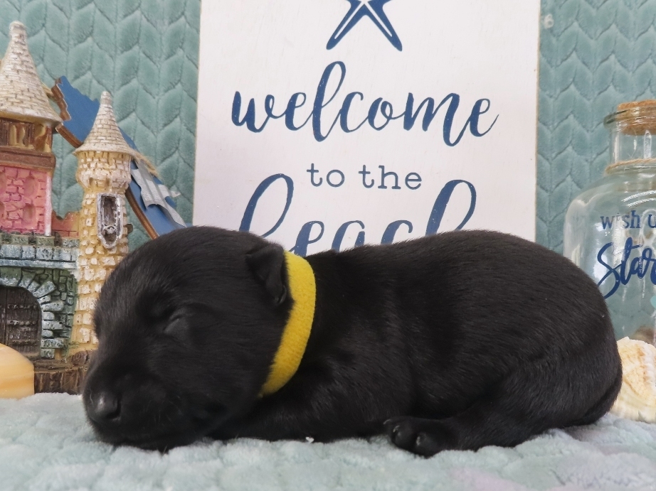 Duckie 2wk 3