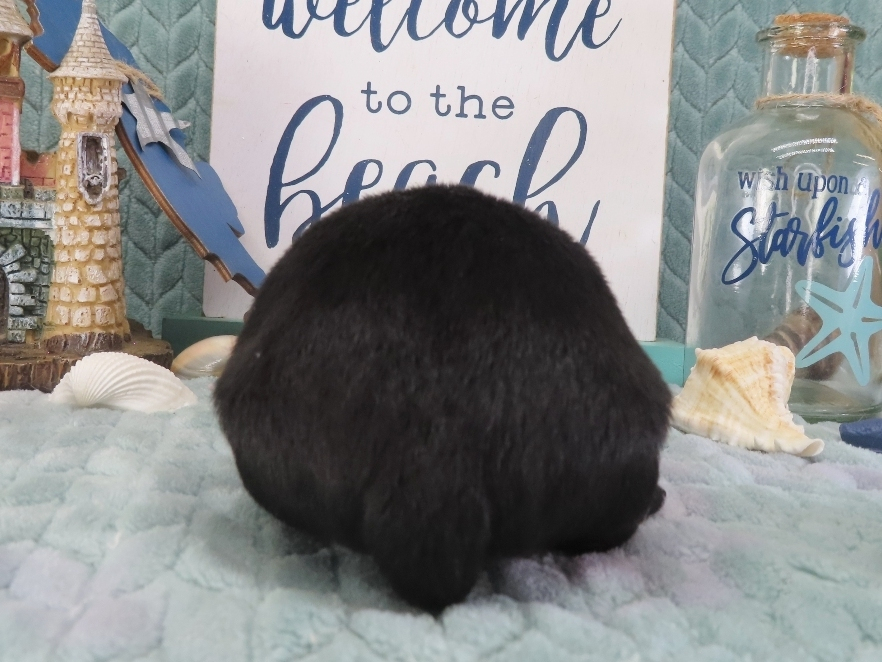 Duckie 2wk 4