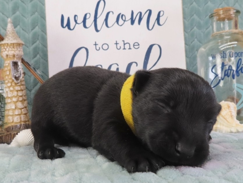 Duckie 2wk 5
