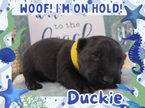 Home 6 Duckie 2wk FT 2