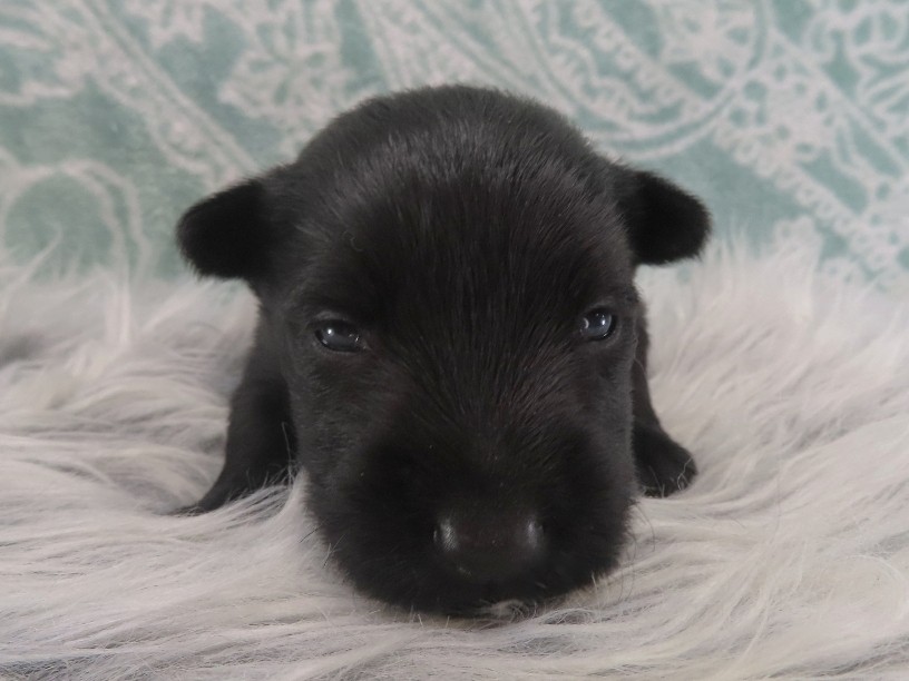 Duckie 3wk 1