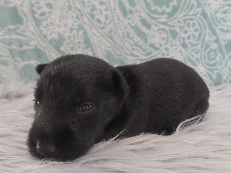 Duckie 3wk 2