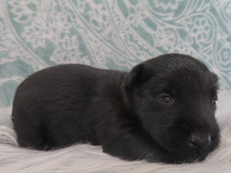 Duckie 3wk 4