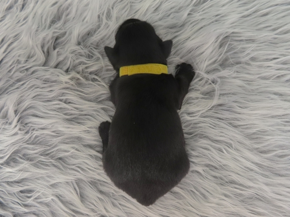 Duckie 3wk 5