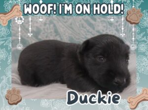 Home 9 Duckie 3wk FT 2