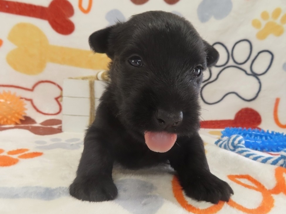 Duckie 4wk 1