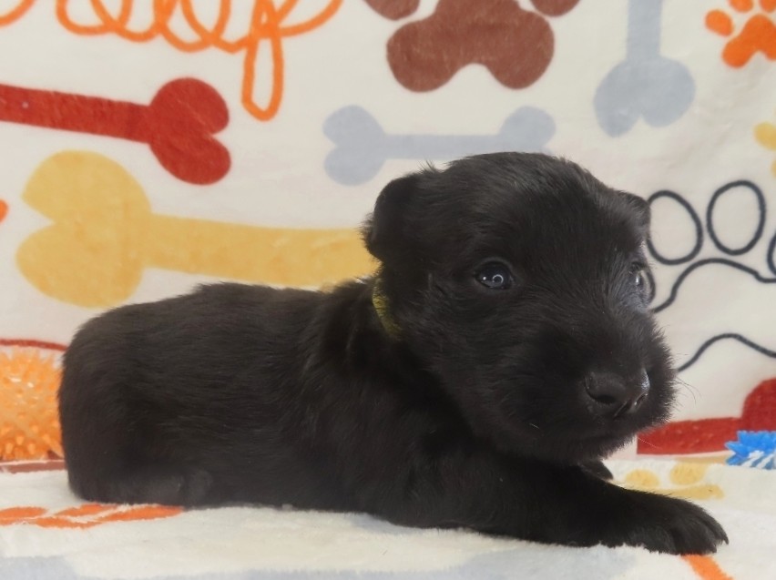 Duckie 4wk 2