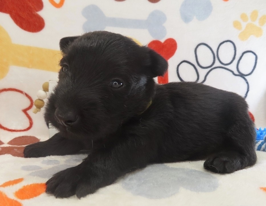 Duckie 4wk 3