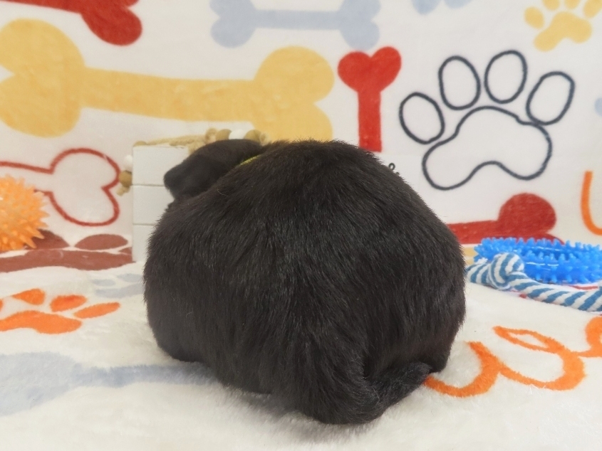Duckie 4wk 4
