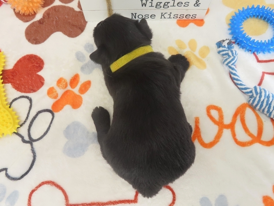 Duckie 4wk 5