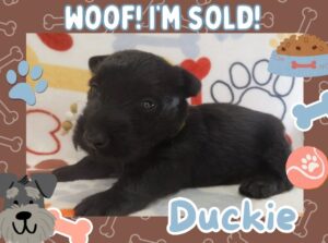 Home 9 Duckie 4wk FT 3