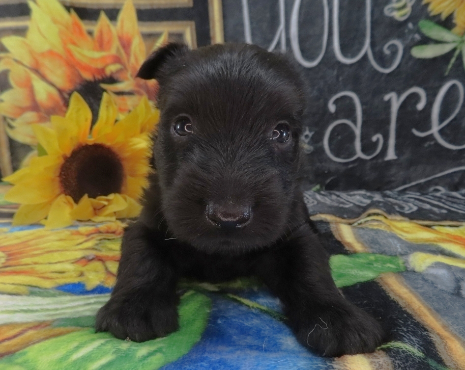 Duckie 5wk 1
