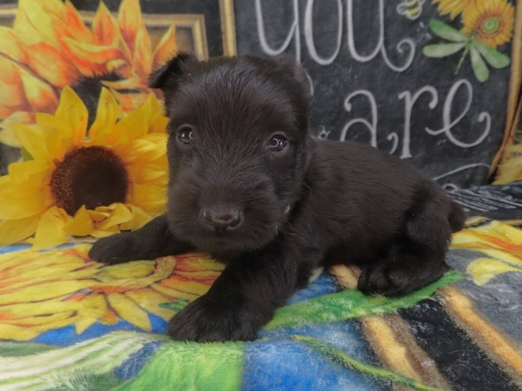 Duckie 5wk 2
