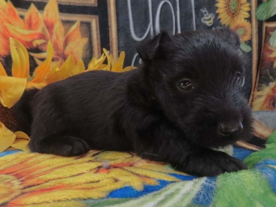 Duckie 5wk 3