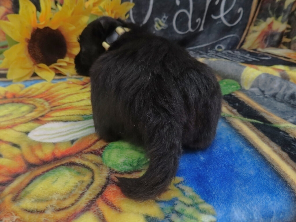Duckie 5wk 4