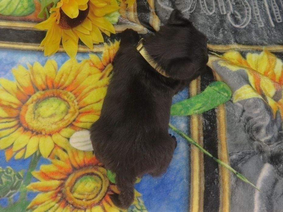 Duckie 5wk 5