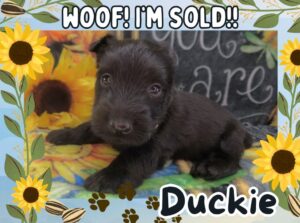Home 9 Duckie 5wk FT 3