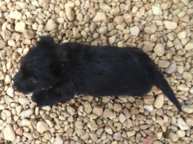 Duckie 6wk 5