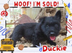 Home 9 Duckie 6wk FT 3