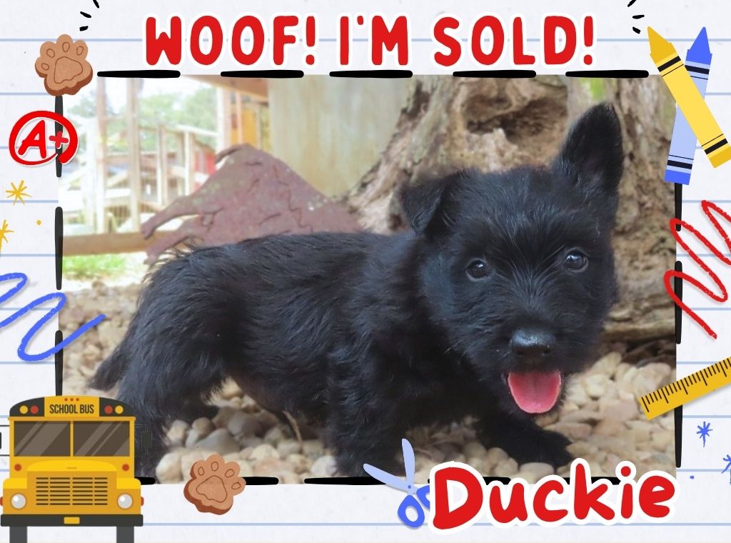 Duckie 6wk FT 3