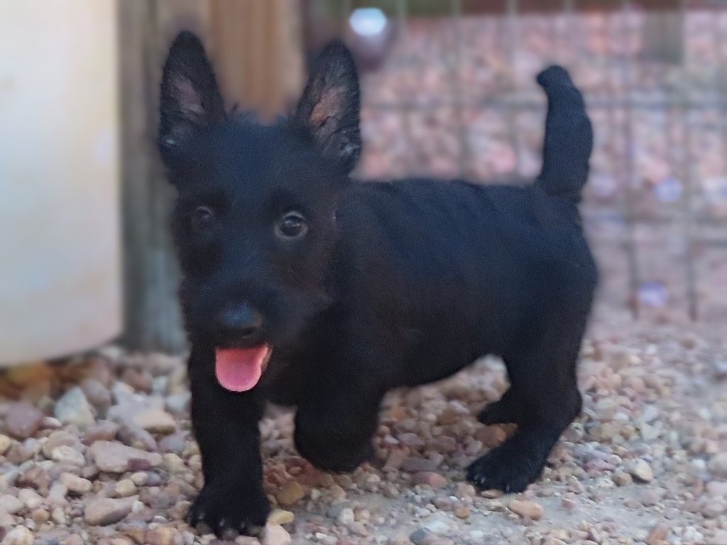 Dylan 15wk 2