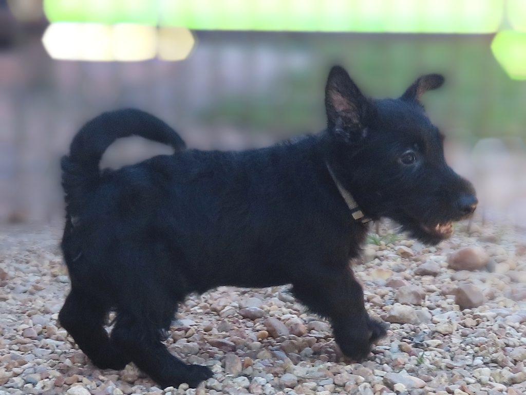 Dylan 15wk 6