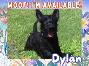 Home 12 Dylan 15wk FT