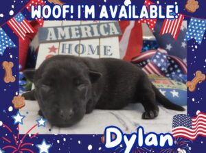 Dylan 1wk FT