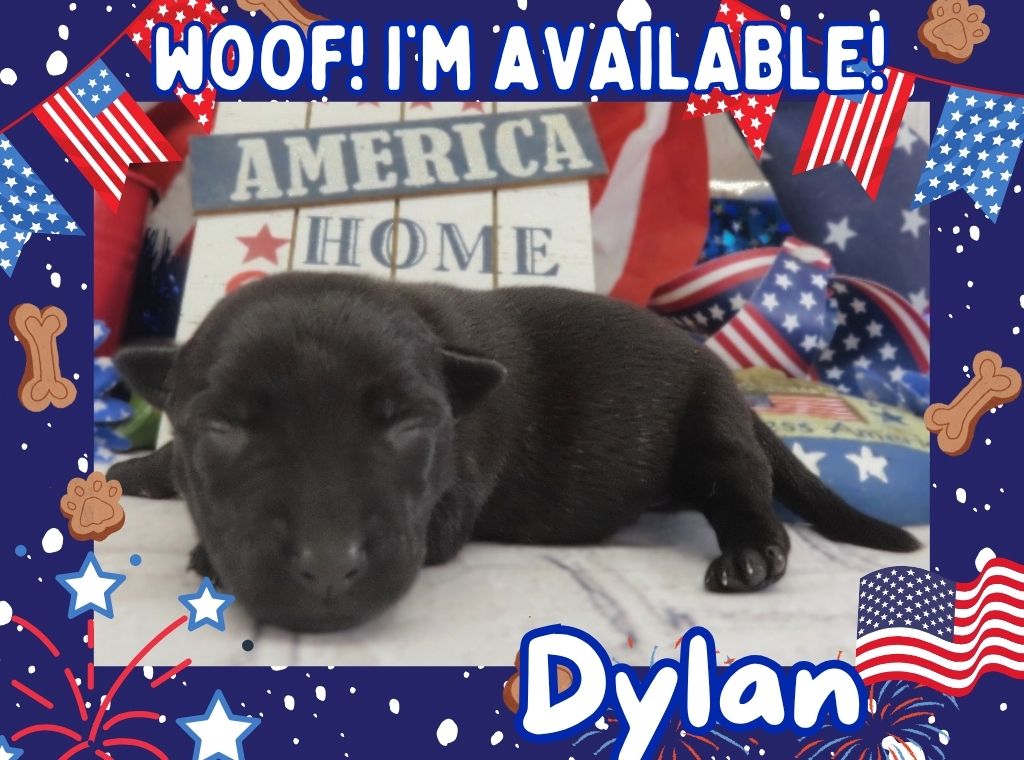 Dylan 1wk FT