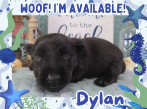 Home 8 Dylan 2wk FT