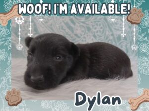 Home 11 Dylan 3wk FT