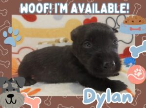 Home 11 Dylan 4wk FT