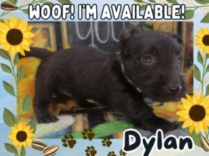 Home 11 Dylan 5wk FT