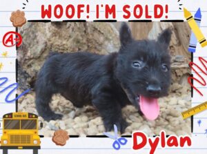 Home 11 Dylan 6wk FT 3 1