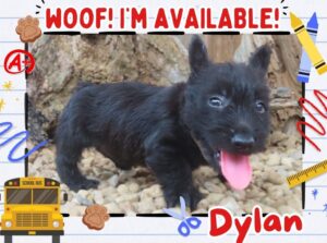 Home 11 Dylan 6wk FT