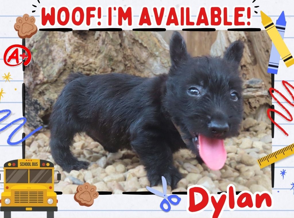 Dylan 6wk FT