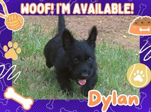 Home 16 Dylan 9wk ft