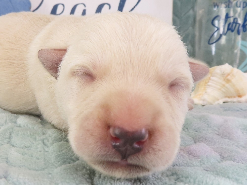 Zack 1wk 1