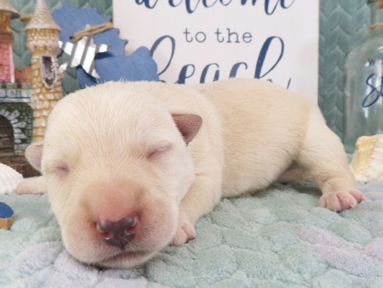 Zack 1wk 2