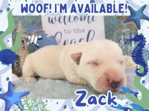 Home 4 Zack 1wk FT