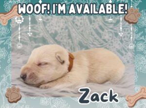 Home 4 Zack 2wk FT 1
