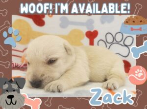 Home 4 Zack 3wk FT