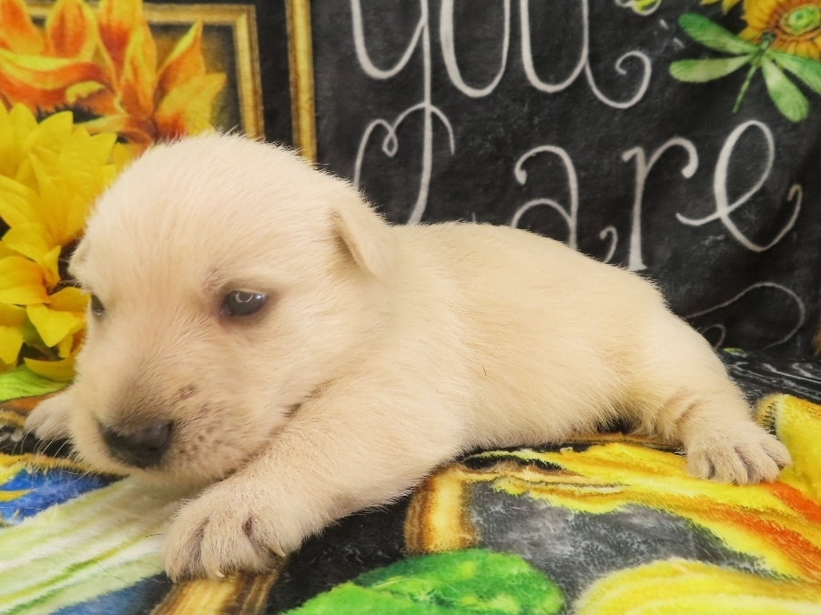 Zack 4wk 2