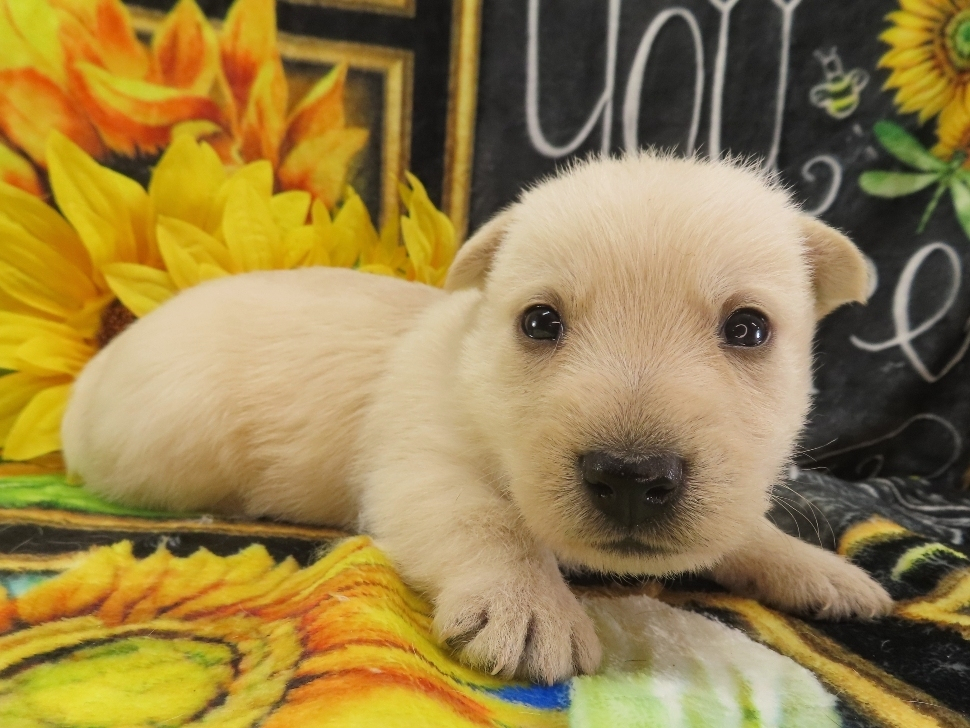 Zack 4wk 3
