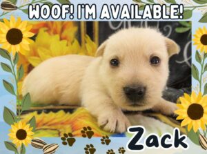 Home 4 Zack 4wk FT