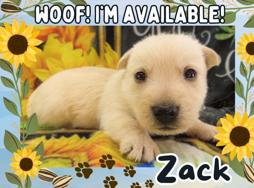 Zack 4wk FT