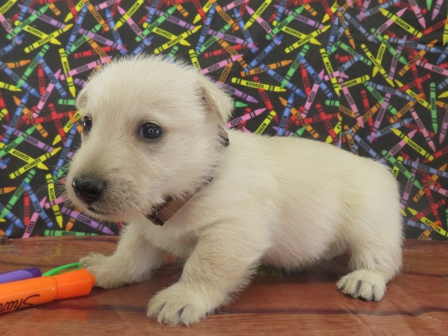 Zack 5wk 3