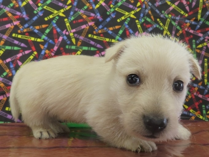 Zack 5wk 4