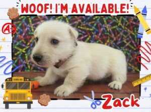 Home 4 Zack 5wk FT