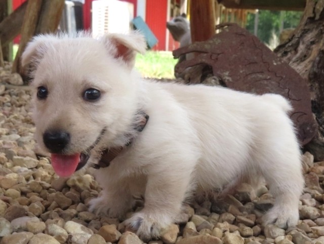 Zack 6wk